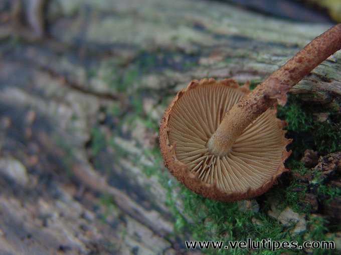 Flammulaster limulatus