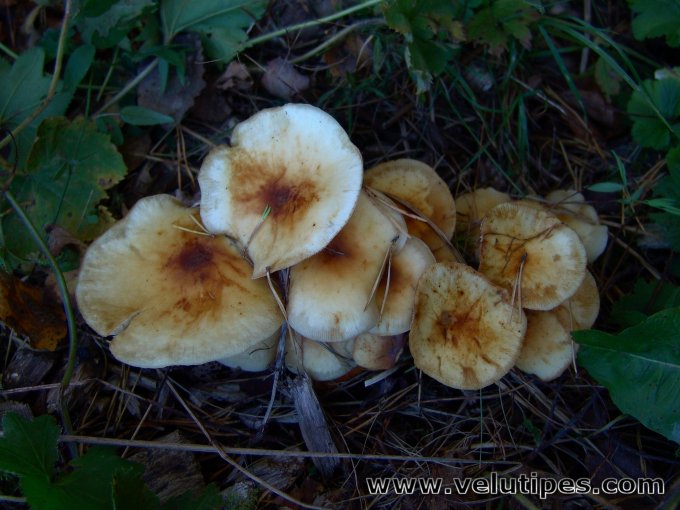 Flammulina fennae