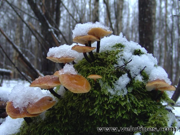  Flammilina velutipes 
  エノキタケ
  Опёнок зимний