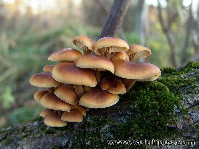  Flammilina velutipes 