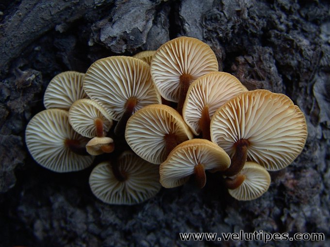  Flammilina velutipes 