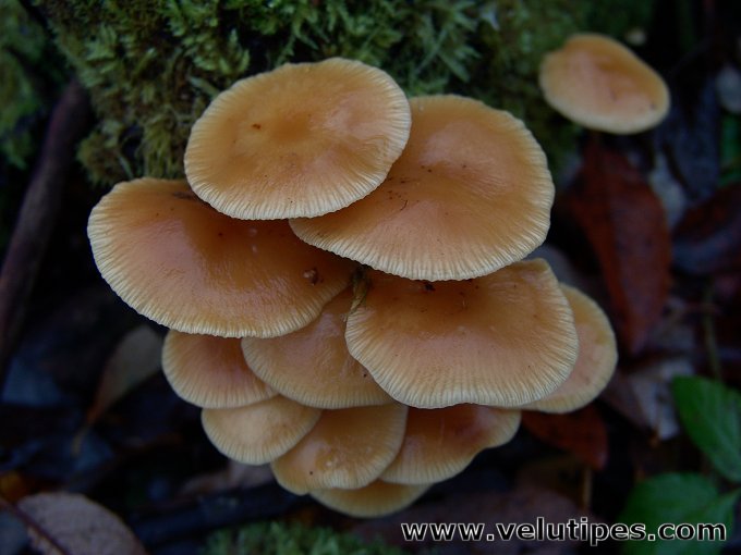 Flammilina velutipes 