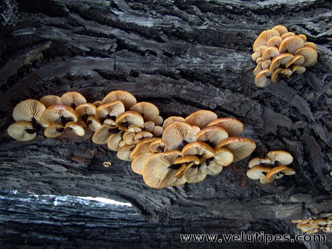  Flammilina velutipes 