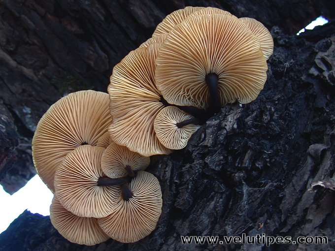  Flammilina velutipes 
