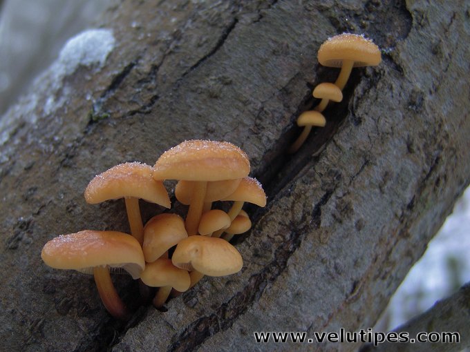  Flammilina velutipes 