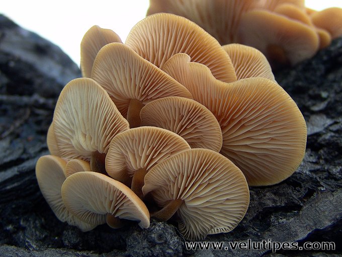  Flammilina velutipes 