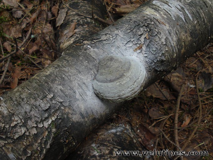 Fomes fomentarius