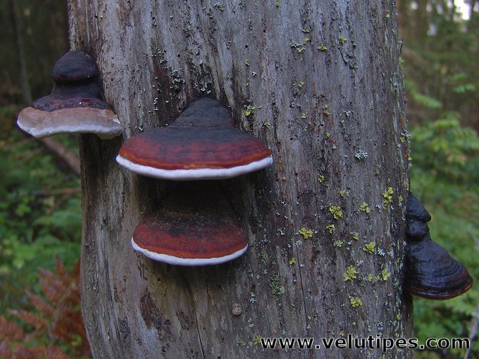 Fomitopsis pinicola
