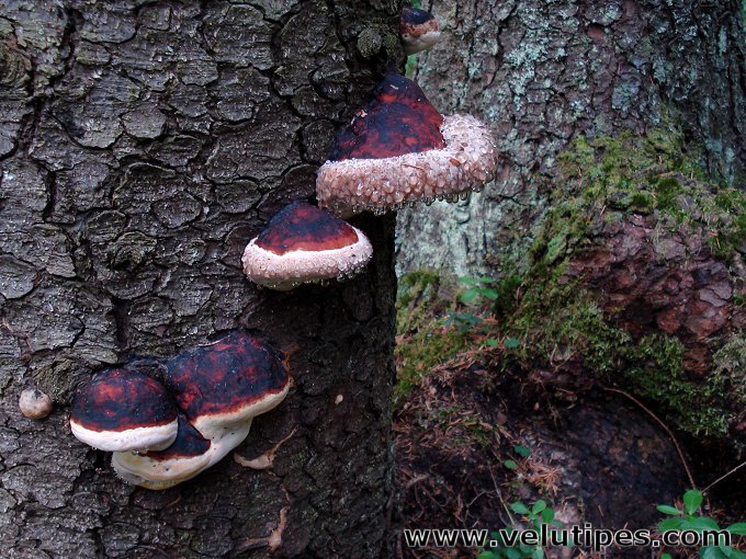 Fomitopsis pinicola