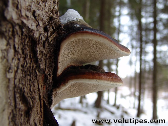 Fomitopsis pinicola