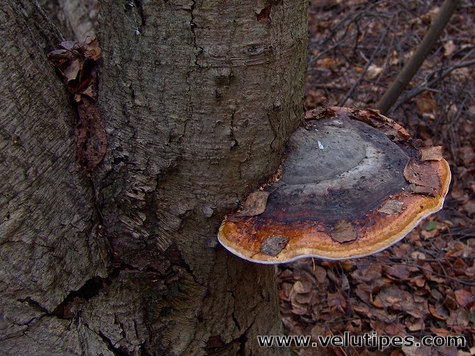 Fomitopsis pinicola