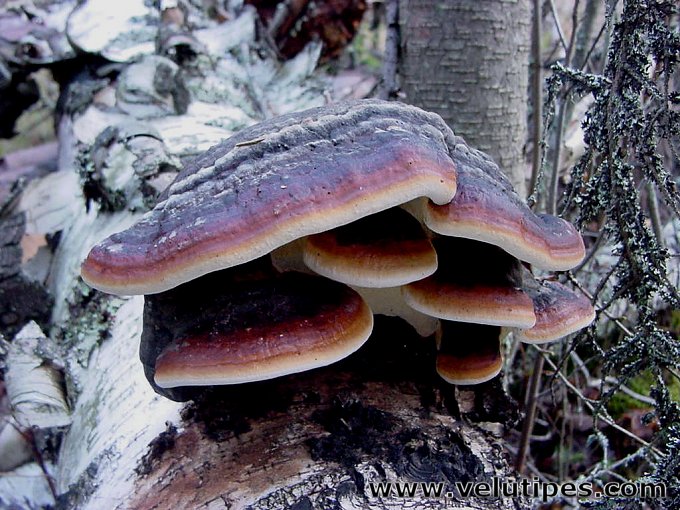 Fomitopsis pinicola