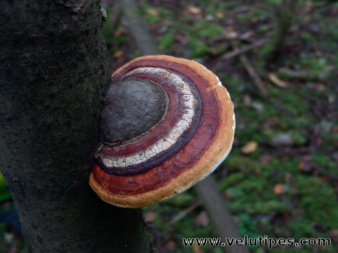 Fomitopsis pinicola