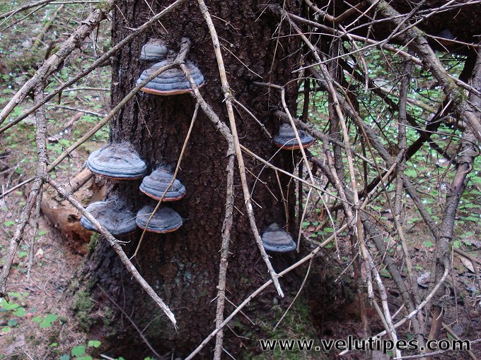 Fomitopsis pinicola