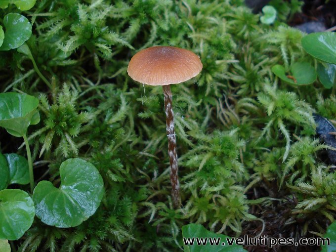  Galerina paludosa 