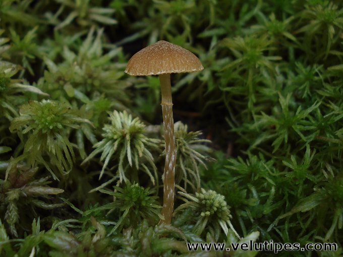  Galerina paludosa 