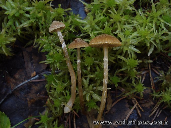  Galerina paludosa 