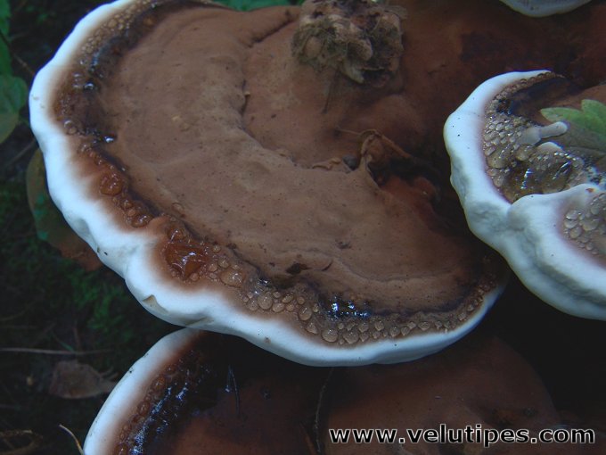 Ganoderma applanatum