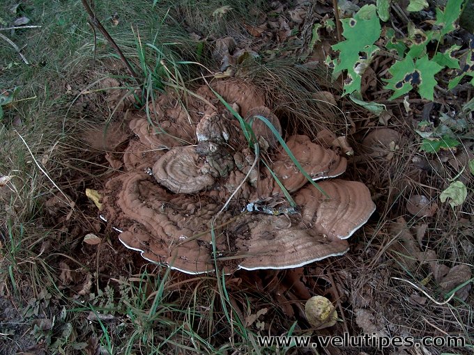 Ganoderma applanatum