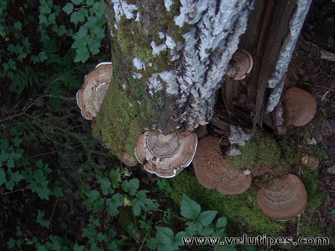 Ganoderma applanatum