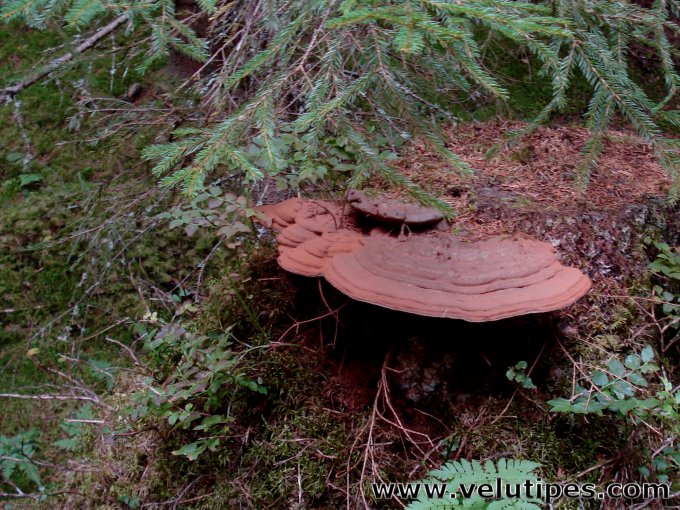 Ganoderma applanatum