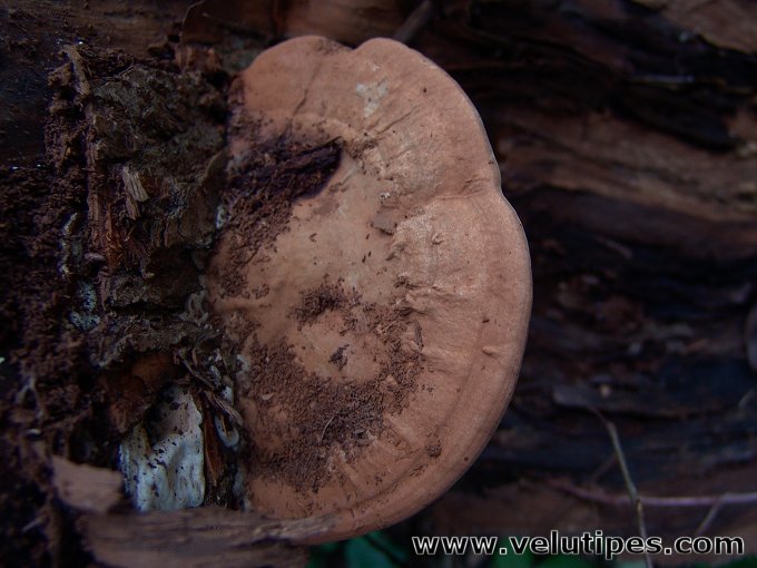 Ganoderma applanatum