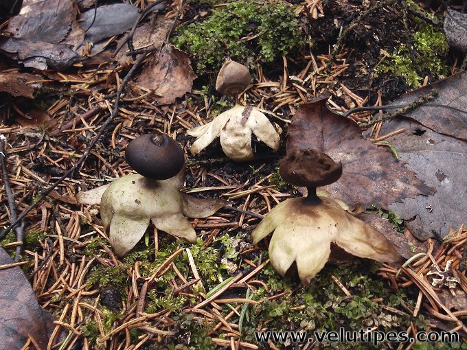 Geastrum pectinatum