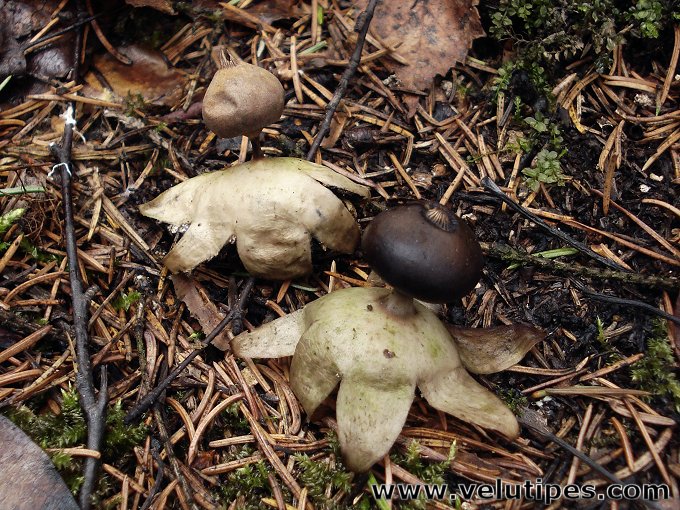 Geastrum pectinatum