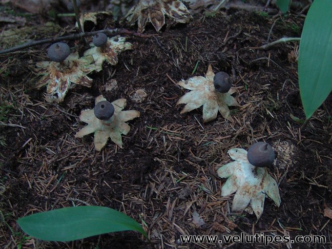 Geastrum pectinatum
