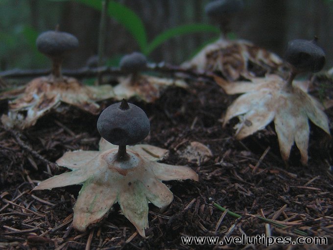 Geastrum pectinatum