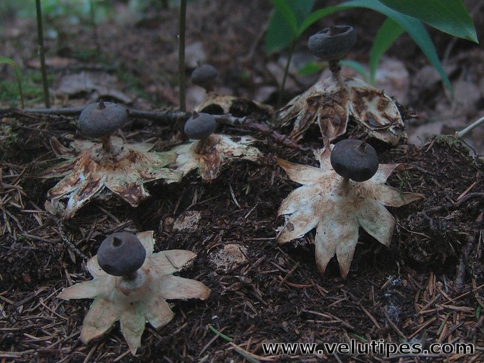 Geastrum pectinatum