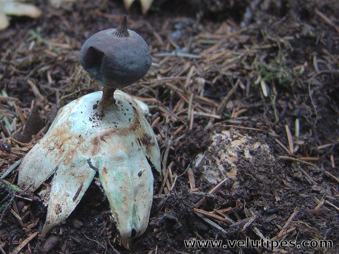 Geastrum pectinatum