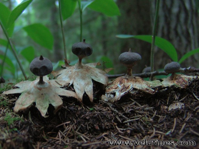 Geastrum pectinatum
