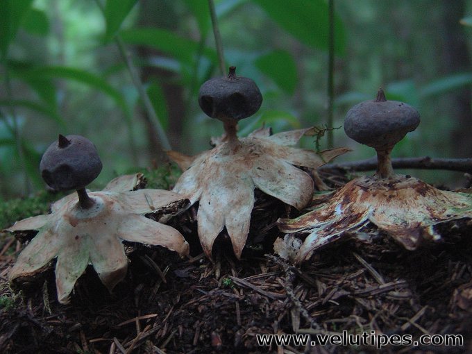 Geastrum pectinatum