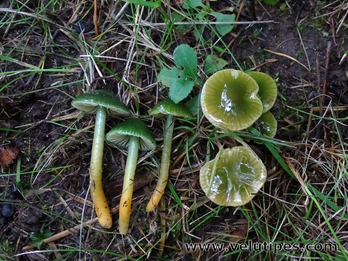 Gliophorus psittacinus