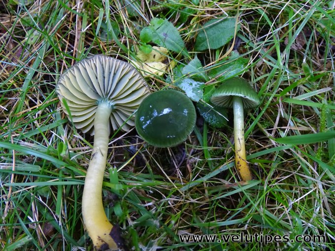 Gliophorus psittacinus