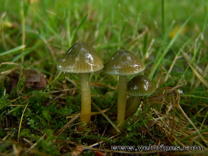 Gliophorus psittacinus