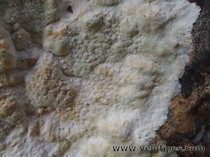 Gloeoporus pannocinctus