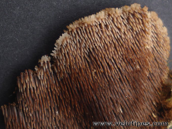 Gloiodon strigosus
