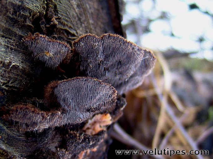 Gloiodon strigosus