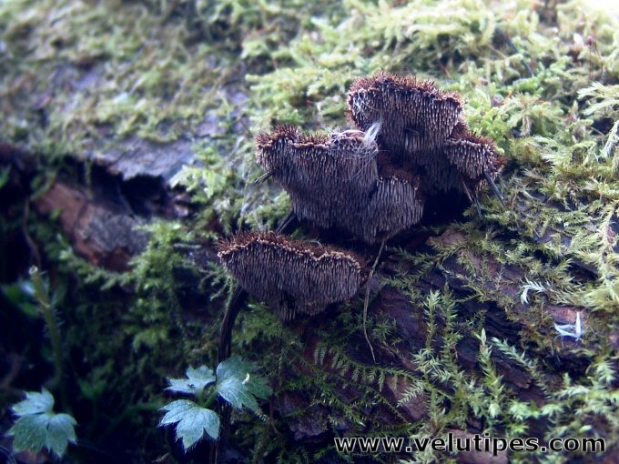Gloiodon strigosus