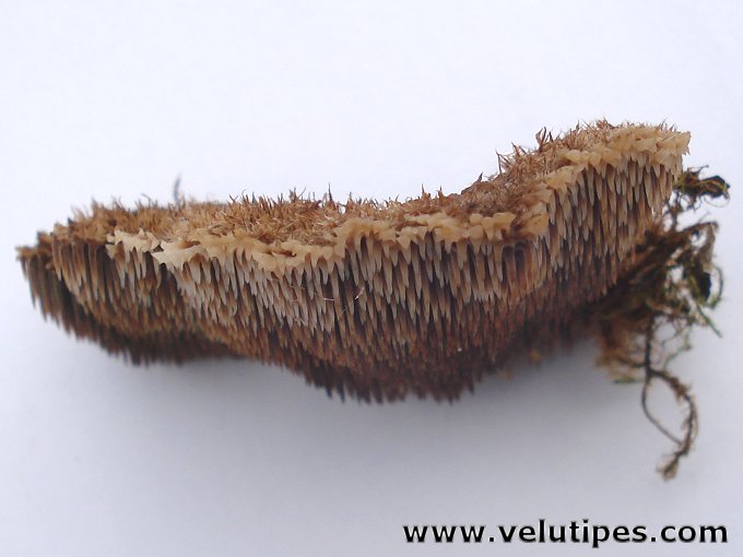 Gloiodon strigosus