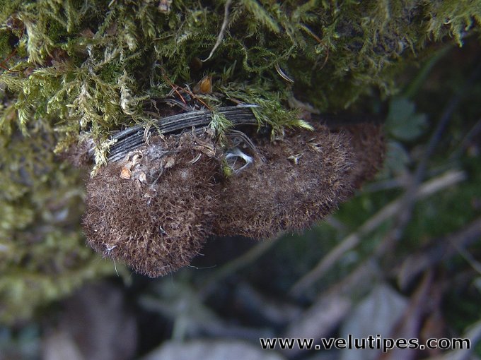 Gloiodon strigosus