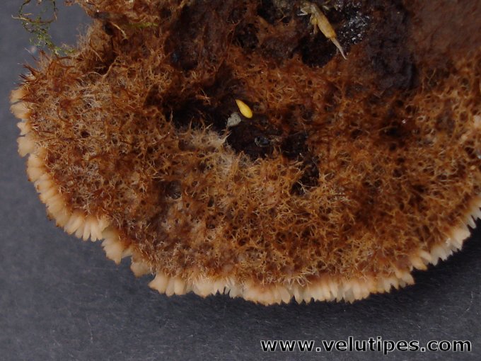 Gloiodon strigosus