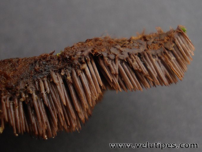 Gloiodon strigosus