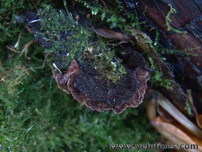 Gloiodon strigosus