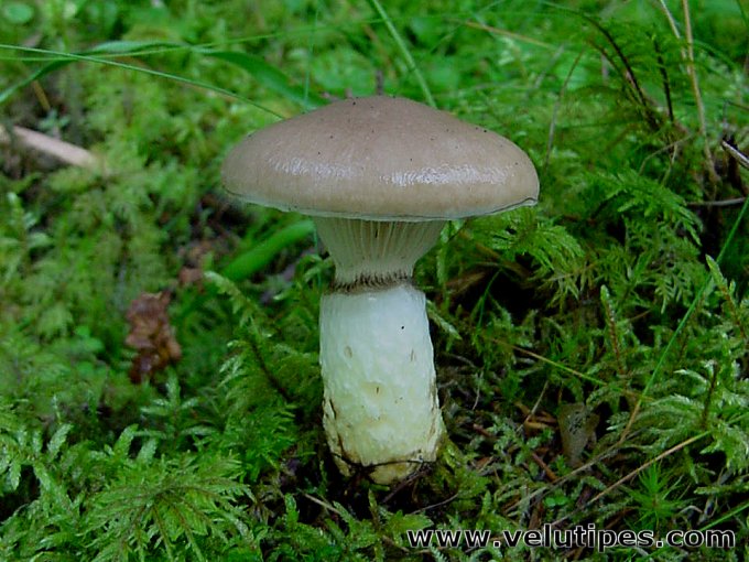 Gomphidius glutinosus