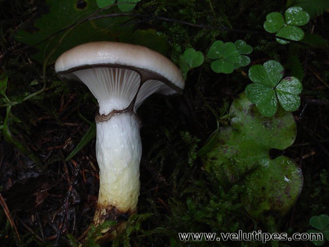 Gomphidius glutinosus
