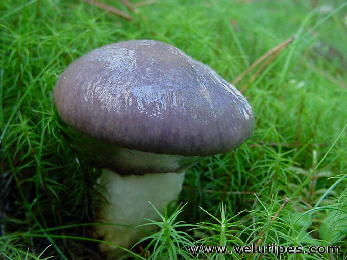 Gomphidius glutinosus