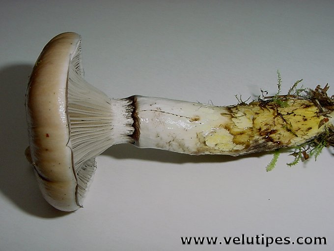 Gomphidius glutinosus